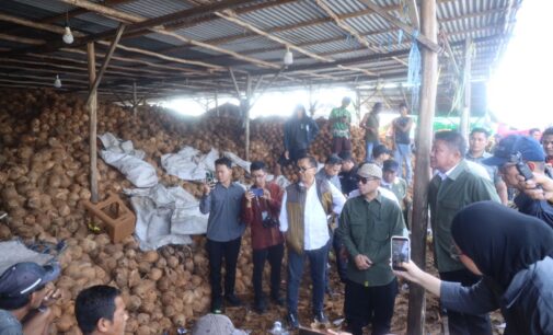 Komoditas Kelapa Sumsel Tembus Pasar Global
