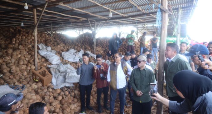 Komoditas Kelapa Sumsel Tembus Pasar Global