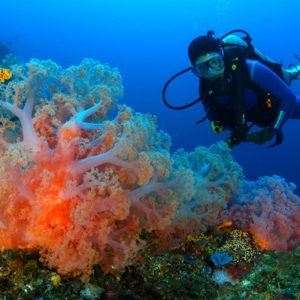 Terumbu Karang raja Ampat