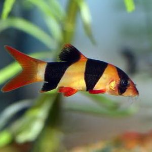 botia