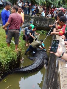 Buaya