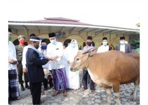 sapi kurban