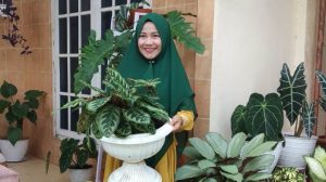 tanaman hias